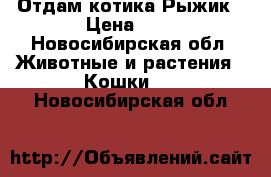 Отдам котика Рыжик › Цена ­ 1 - Новосибирская обл. Животные и растения » Кошки   . Новосибирская обл.